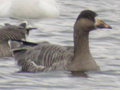 Bar-headed Goose x Swan Goose hybrid